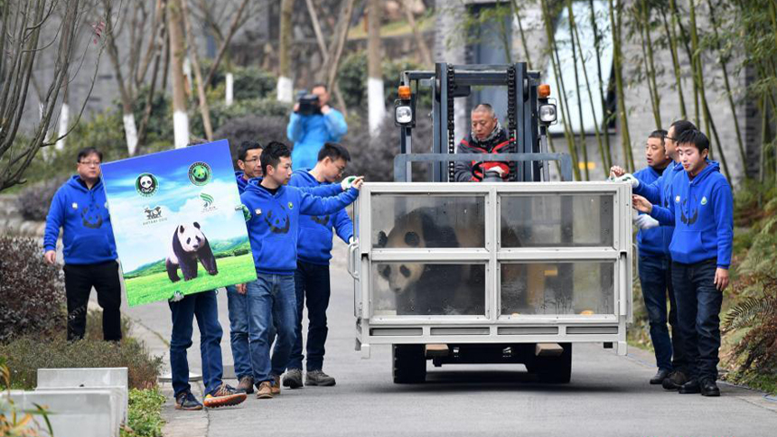 中国大熊猫“华豹”“金宝宝” 启程前往芬兰