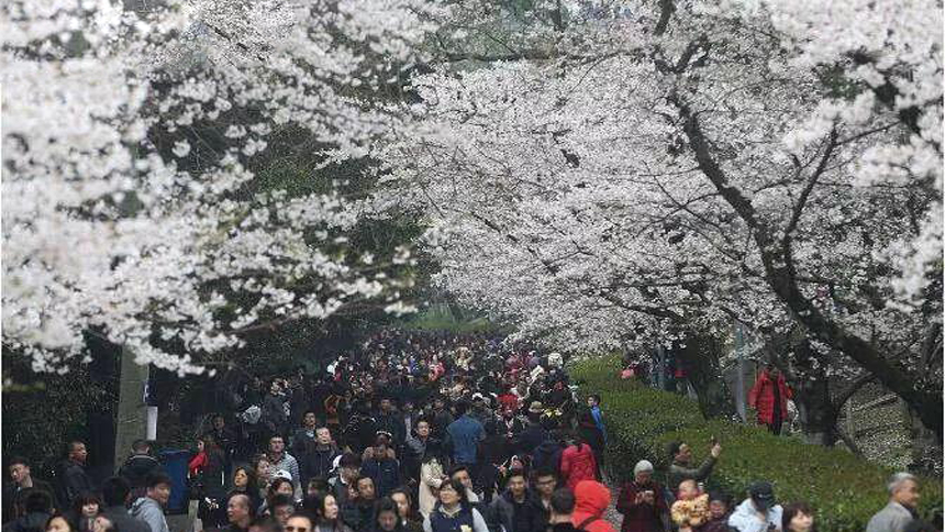 游客疯狂摇晃樱花树制造“樱花雨”