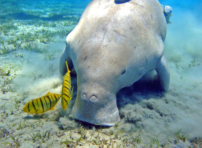 泰国甲米发现稀有海洋生物儒艮