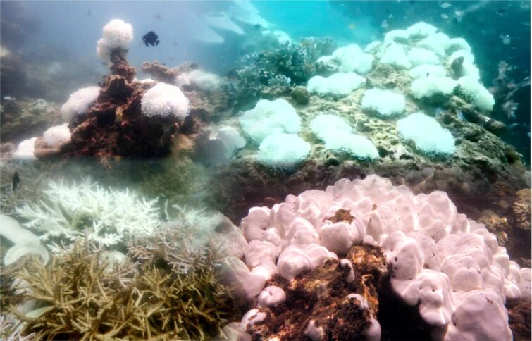 皮皮岛珊瑚礁遭遇严重白化 公园关闭部分浮潜区以助恢复